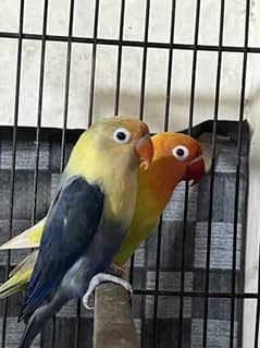 Lovebirds breeder pair