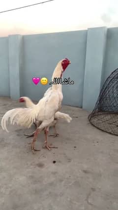 white oh shamo chicks