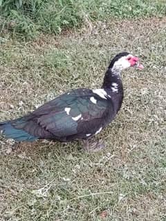 Muscovy
