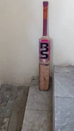 Cricket