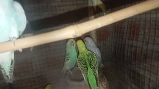 ejaz