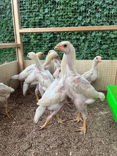 aseel shamo /oh shamo chicks/ high quality/pure white shamo/ king size