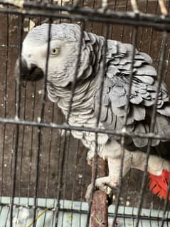 African Grey
