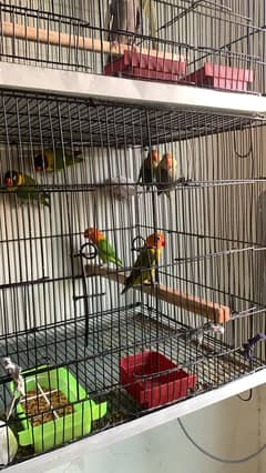 Lovebird cocktail