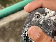 taddy
