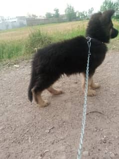 Gherman shifered dog