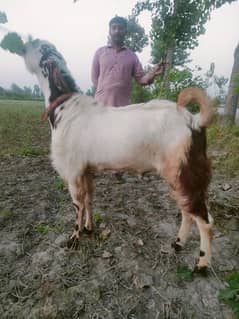 bakra