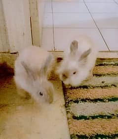 Lion heart dwarf rabbits for sale