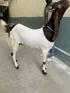 bakra