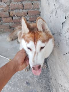 orjanil hasky dog for sale red blue aye