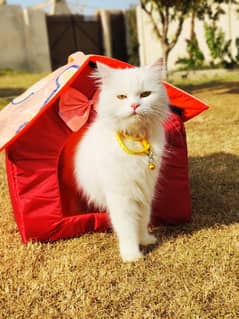 white Persian cat