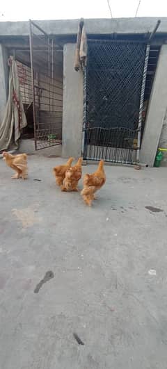 Heavy golden buff & Aseel lasani