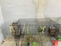 Raw parrot