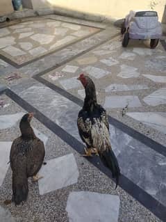 Two Aseel hens and 1 Aseel cock available for sale