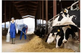 14 Kanal Dairy Farm House Bedian Road