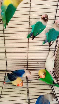 Love birds