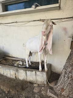 Bakra gulabi Aando