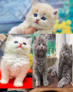 Persian Punch face triple coat cat Kitten