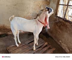 bo Bakra for sale