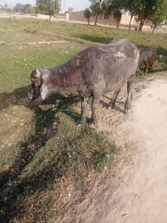 qurbani ki la donda  keta