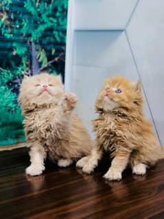 parshion punch face triple cote kitten cat male and female