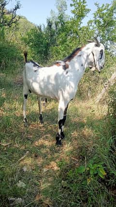 Bakra for sale
