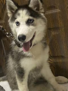 Syberian Husky puppy