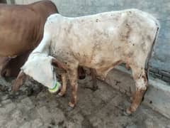 bull
