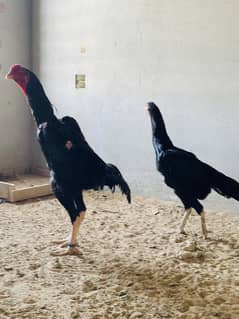 Aseel Shamo pair