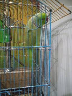 miya