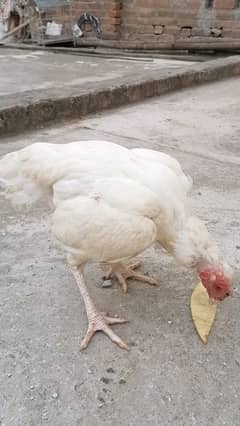 Heera aseel paper white madi