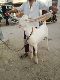 For sale Gulabi Bakra Ando 2 dat