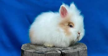 teddy bear dwarf rabbit(bunny)