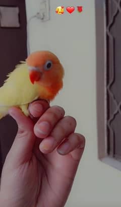 Latino fisher love birds for sale
