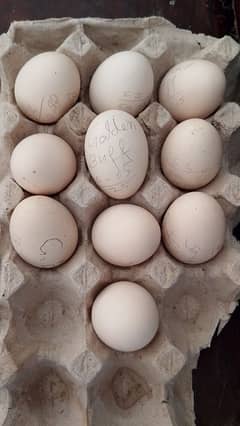 Golden buff fertile eggs