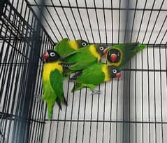 Love Birds Yellow Chest, Albino, Decino, Green Opaline/ino 03317862112