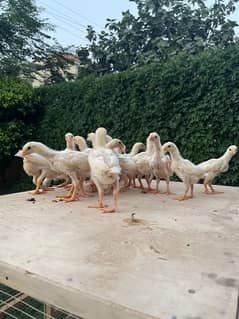 White Shamo Chicks | OH Shamo | King Shamo | pure aseel shamo