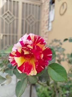 05Marlaa Plloot Near Gorakh pur Adyala Road Rawalpindi