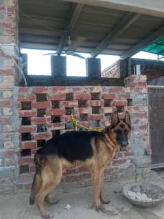 Jerman shepherd