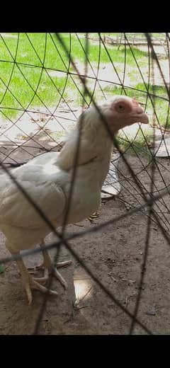 paper white Heeri madi for sale