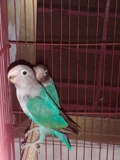 lovebird blue mask breeder pair