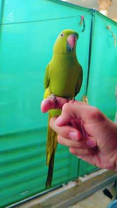Pretty female parrot