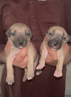 2 femal 2 male pitbull best wuality