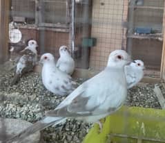 Red Pied Dove Breeder Pair