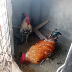 Lovebirds Rabbits Hens and cages
