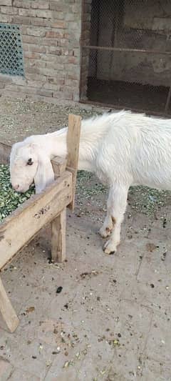 Fresh 2 dant khasi Bakra qurbani k liey