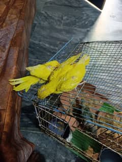 yellow parrot bache available
