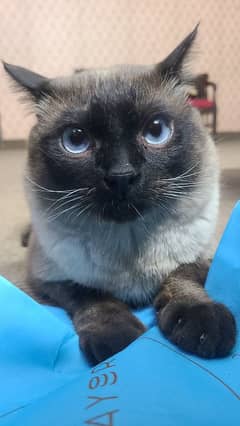 Siamese cat