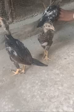 Hint x Burmi 3 chicks