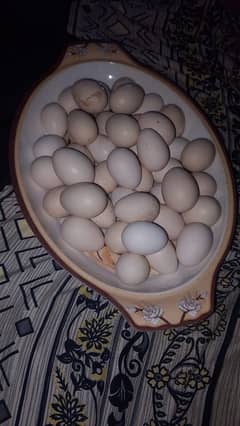 aseel EEG or dasi eggs mojod Hain